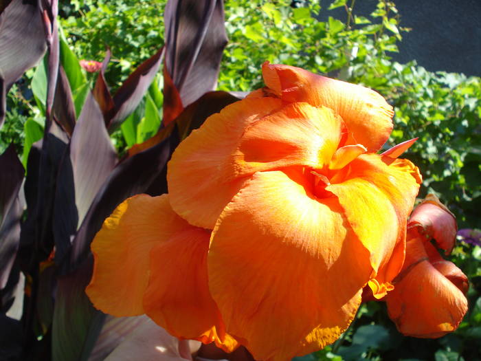 CANNA - LA MAMA-LA MOSIE 2009