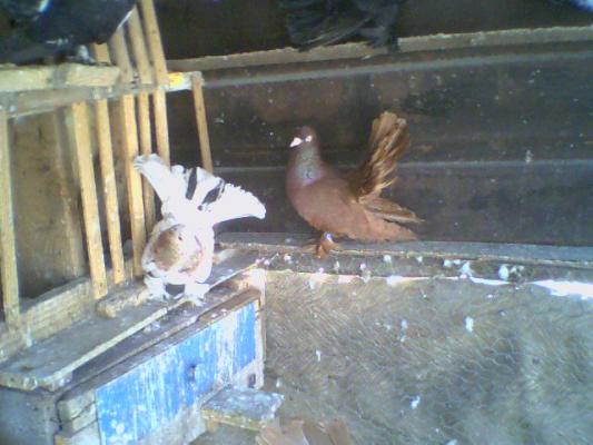 poza0013 - Roller de colectie