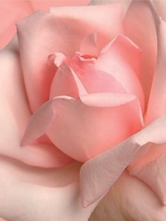 Rose (3)