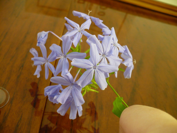 inflorita la 11 dec - PLUMBAGO