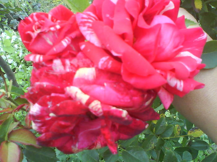 DSC00502 - trandafiri de gradina-butasi de vanzare