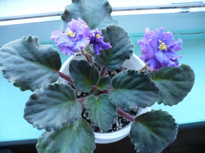 P1060032 - Violete africane
