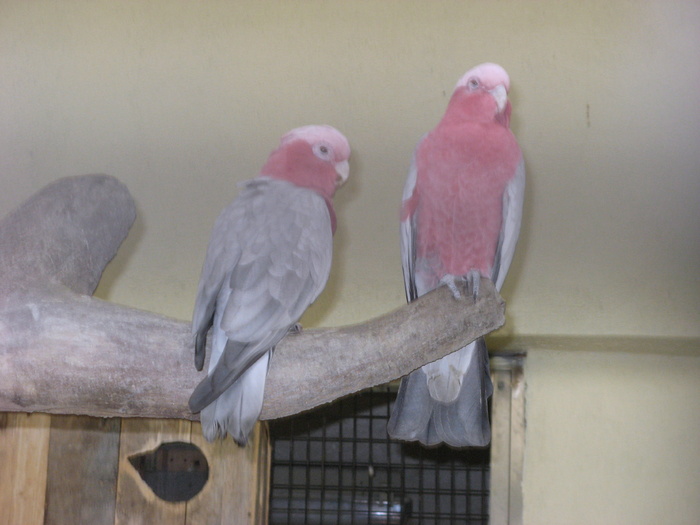 IMG_0137 - 2_1 - Kuala Lumpur Bird Park