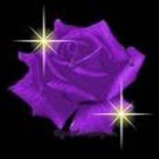 E - Purple rose