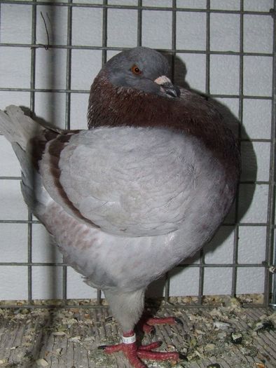 king club ungaria 040 - expo club ITALIA 2009 si club Ungaria 2010