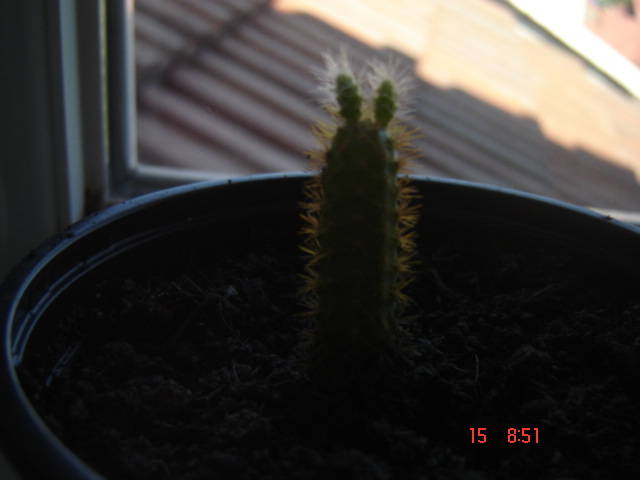 DSC00018 - cactusi