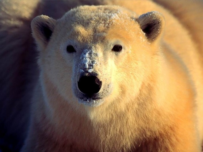 webshots367 - Animale