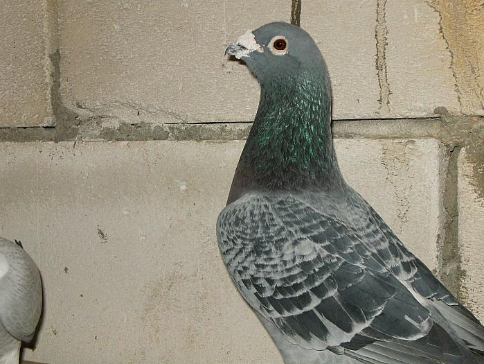 HPIM2175 - porumbei 2009