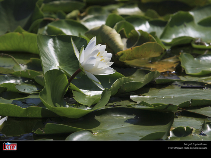 Nufar - Flori