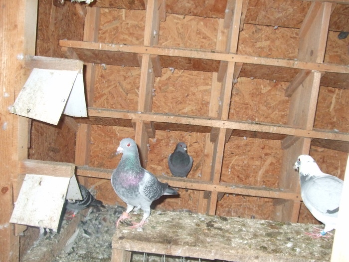 Picture 075 - 2 Porumbeii mei cu care incep anul 2010