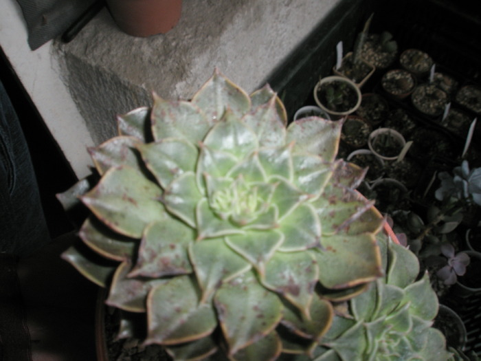 Graptopetalum bellum - boboc incipient - cactusi la iernat 2009-2010