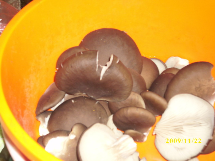 DSCI2632 - bureti si ciuperci