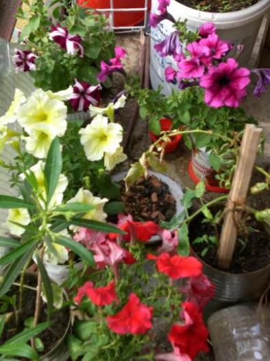 HYDSLDEOVDDSMFHLGCG - flori