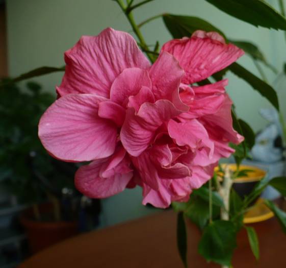 P1150244