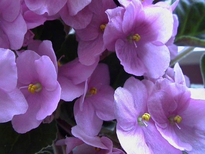 VIOLETE AFRICANE Z1 - Violete Africane flowers