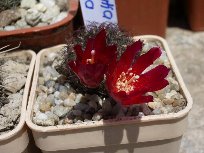 Sulcorebutia mentosa