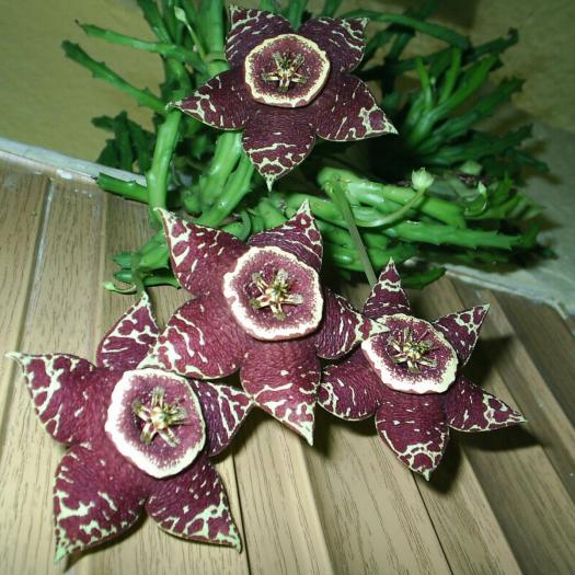Stapelia variegata 1
