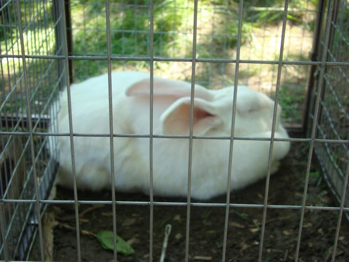 DSC00817 - 22-05-2008