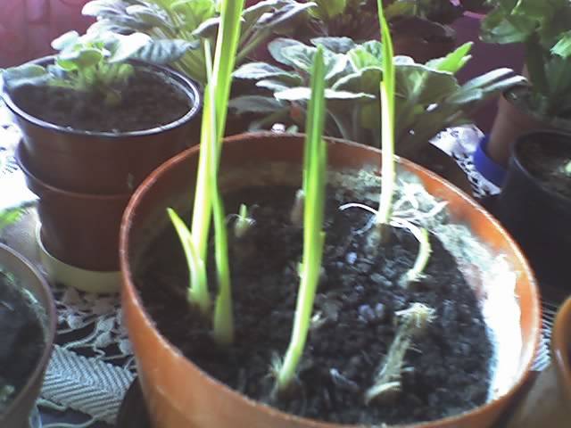 15-03-09_1505; frezii
