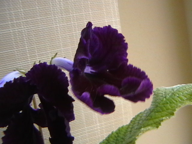 IMGA0891 - streptocarpus 2009