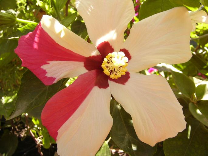 P1140094 - Hibiscus