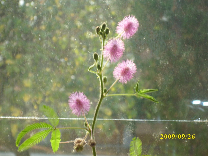 DSCI1399 - mimosa pudica