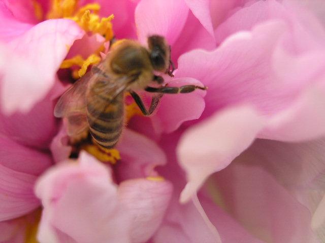 P4270145 - Albine si pentru albine