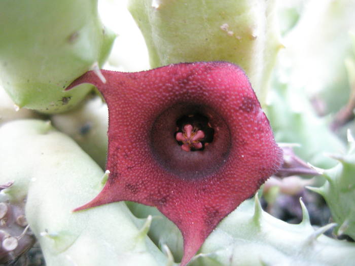 Hurnia schneideriana - floare 2 - Asclepidiacee 2009