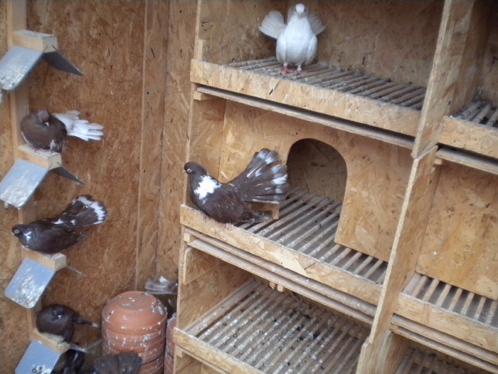 Picture 148 - Raicu 1