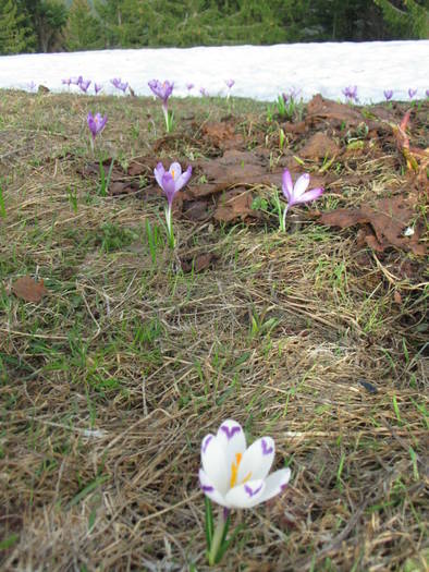Munte aprilie 2008 - Busteni 2008 - Flori de primavara