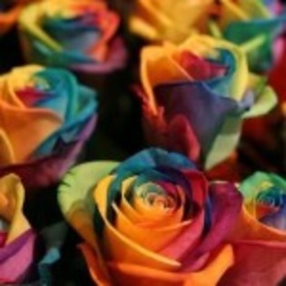 trandafiri-multicolori_02-150x150 - Culori la alegere