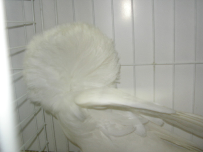 SANY0203 - poze expo 2009