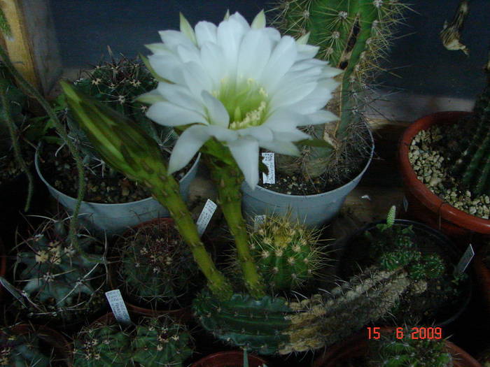 DSC06175