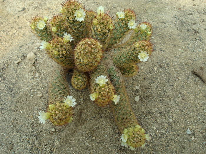 Mamillaria elongata v.rufocroctae