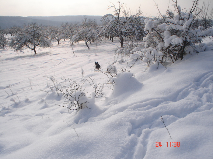 DSC08756 - Bella ianuarie 2010