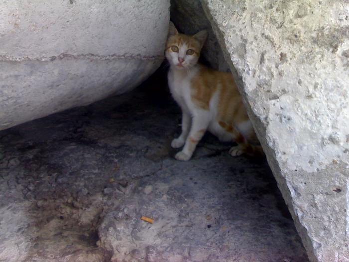 pisicuta din Portul Tomis