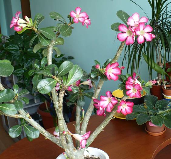 P1130335 - ADENIUM OBESUM