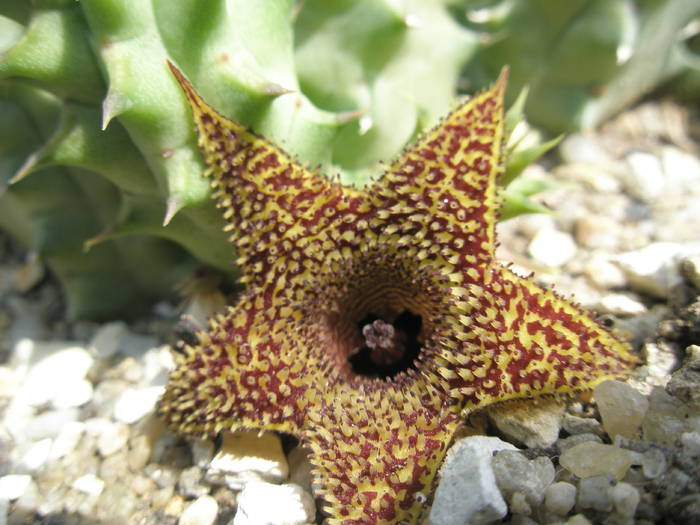 Huernia pillansii x H. transvalensis - 01.08 - Asclepidiacee 2009