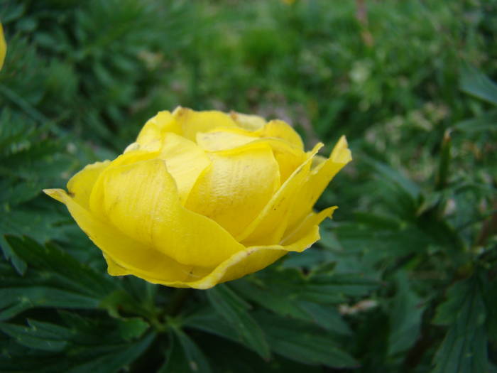 DSC03806 - Concediu 2009