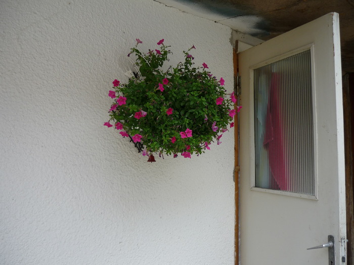 P1000255 - plante flori 2009