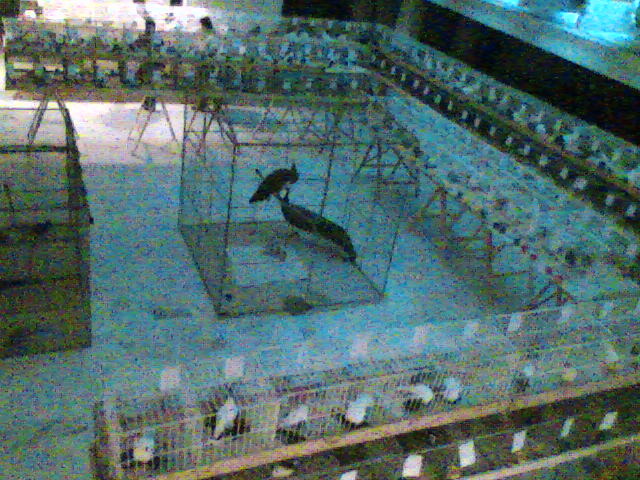 Imag085 - EXPO SATU MARE 2009