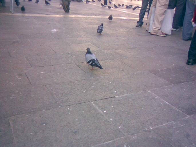 25092008(033) - 18j Venetia Italia