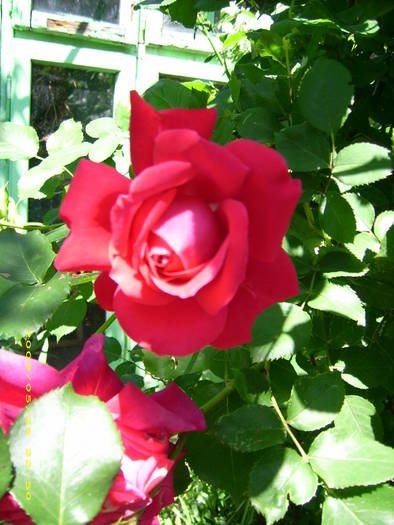 Picture 174 - gradina in 2009