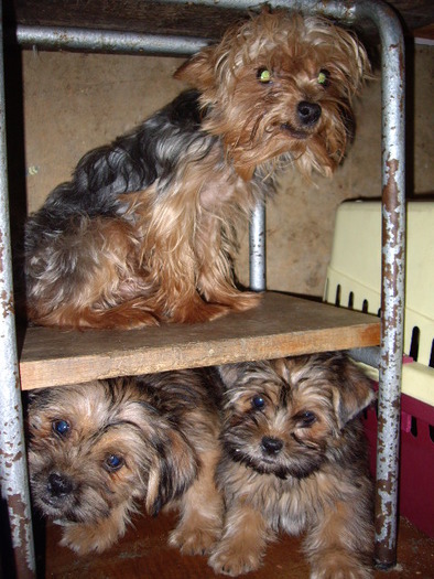 sus Yorky jos metis; Tiko si metis Tiko:shi-tzu
