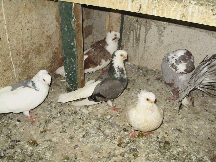 P8231997 - 1744 Sedat Iusein