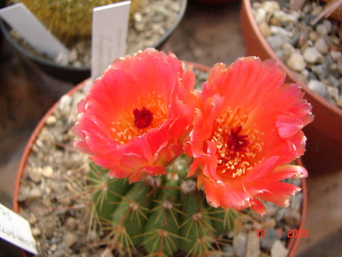 DSC06440