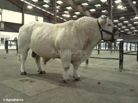 taur-charolais-5-ani - Vaci de carne DANYJOJO