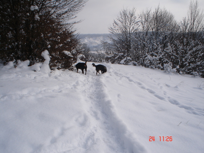 DSC08707 - Bella ianuarie 2010