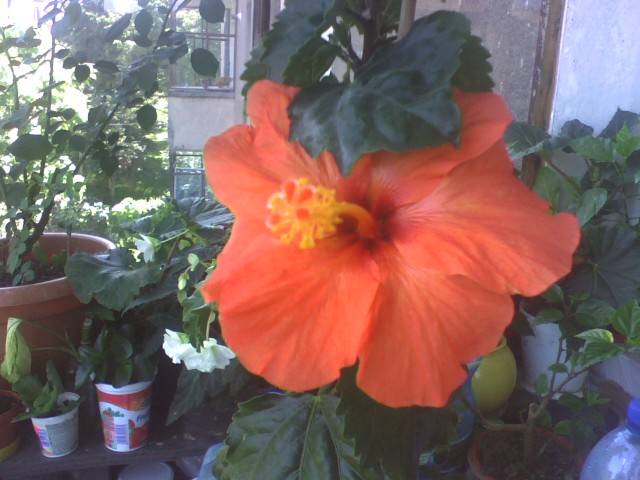 IMG_0685; Hibiscus portocaliu
