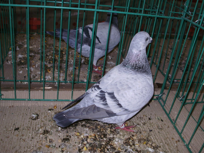 6335a genuine homer 0 - 1507 partea 1b